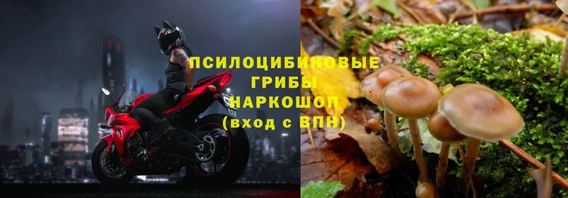 Галлюциногенные грибы Magic Shrooms  где продают   Демидов 